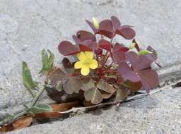 Image of creeping woodsorrel