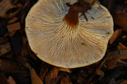 Image of Hygrophoropsis aurantiaca (Wulfen) Maire 1921