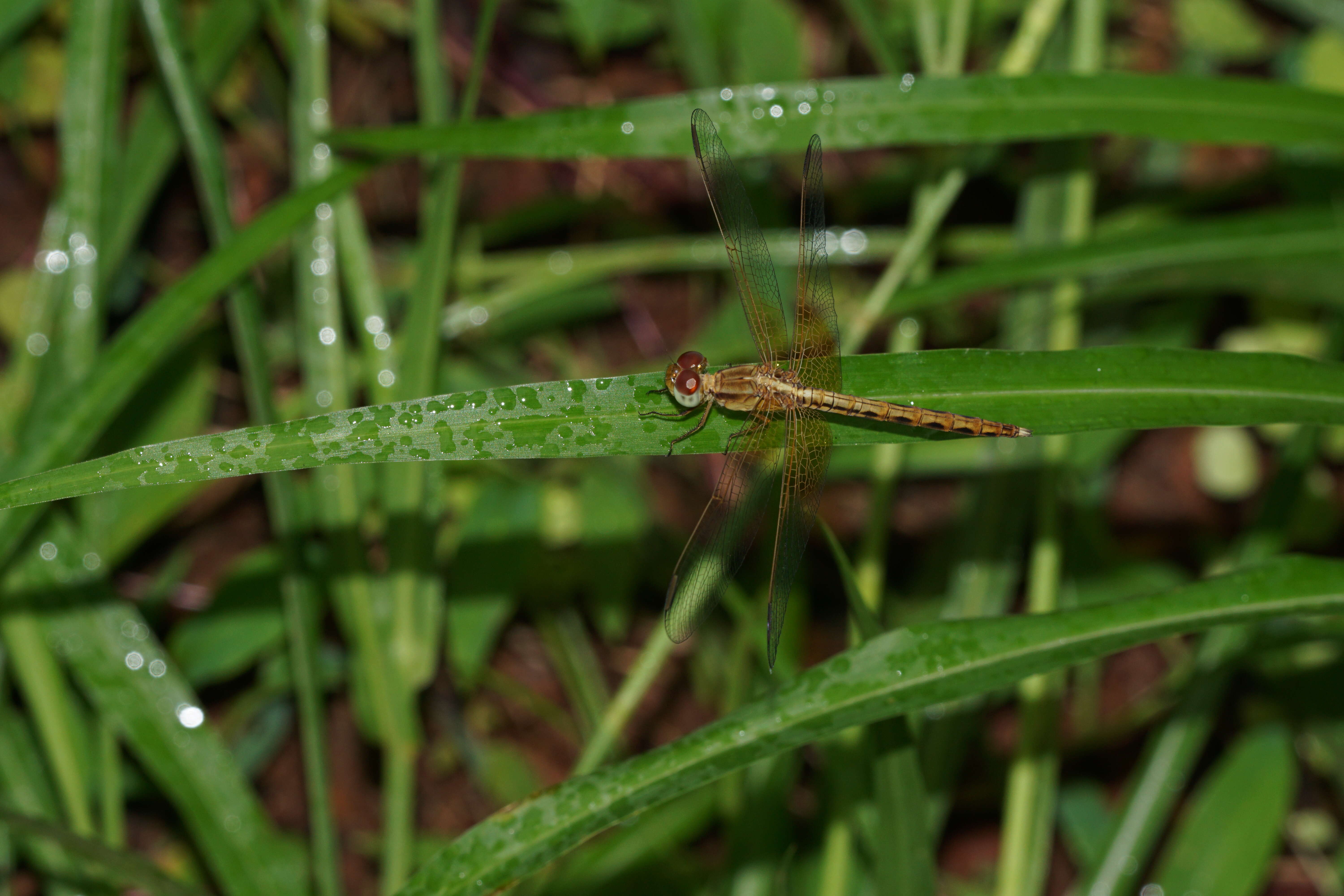 Image of Neurothemis intermedia (Rambur 1842)