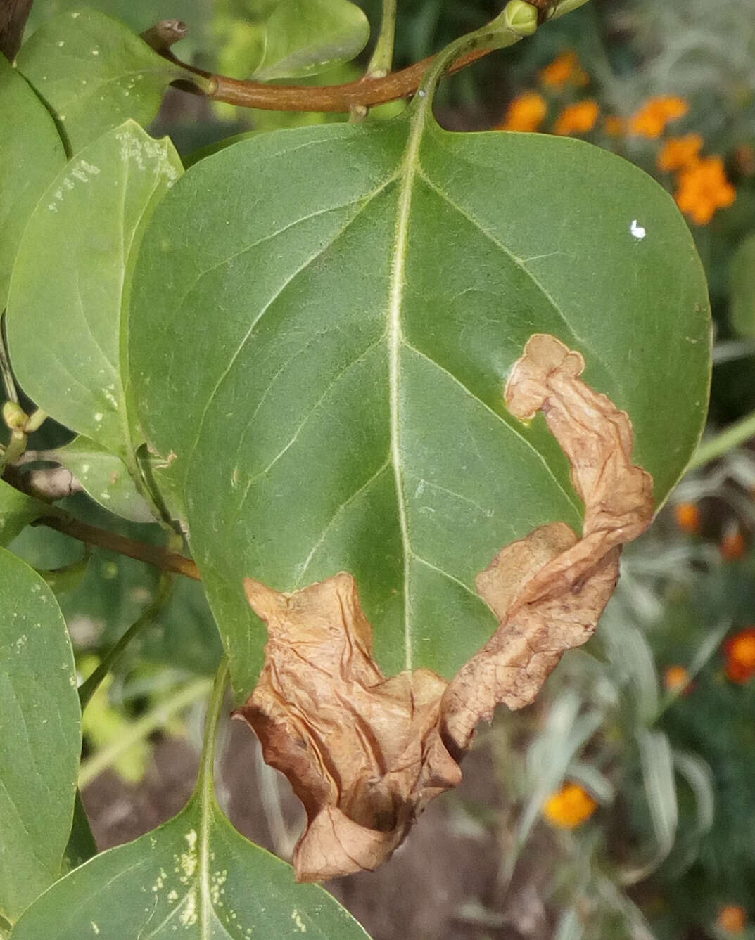 Image of privet leaf miner