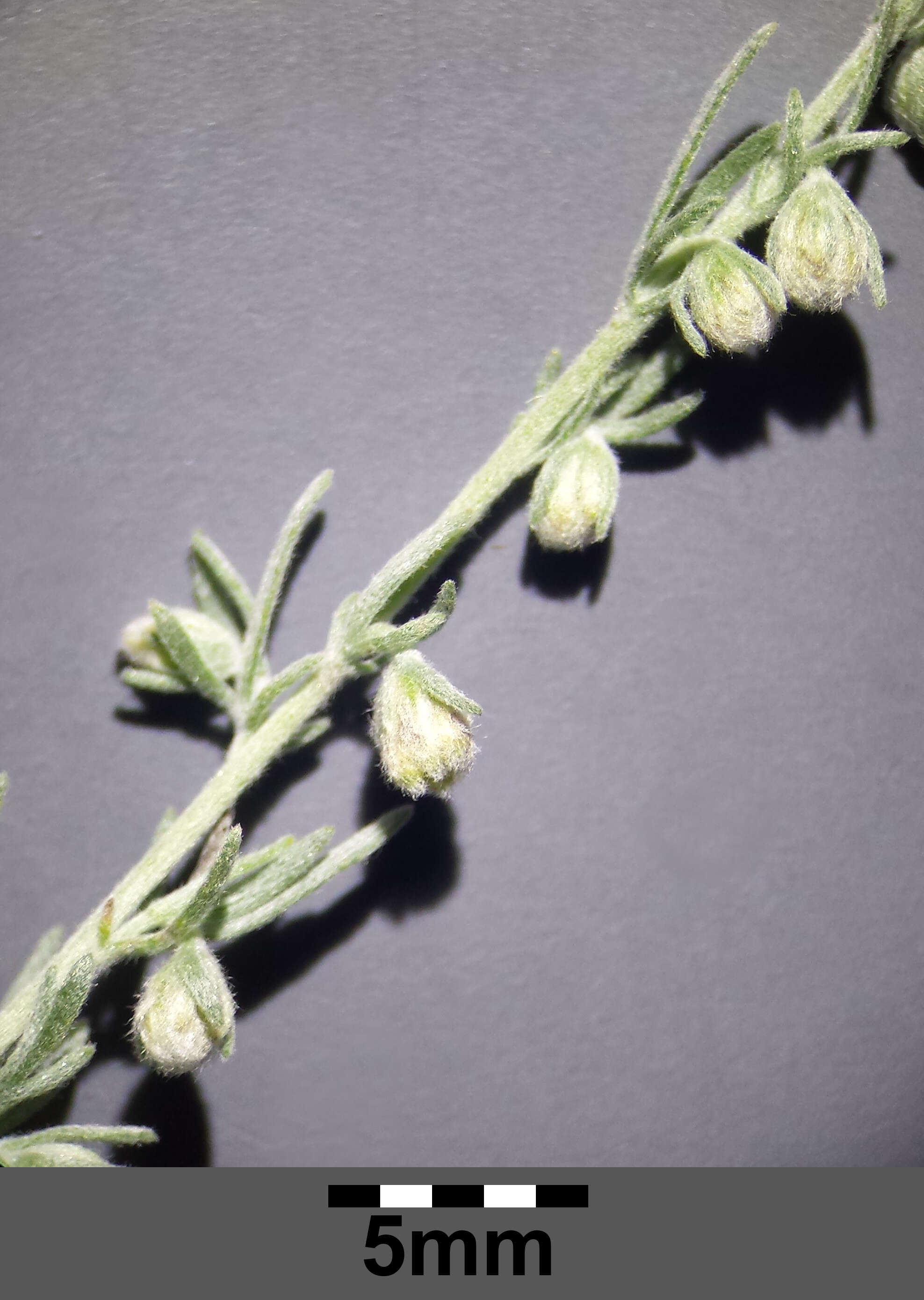 Image of Artemisia austriaca Jacq.