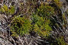 Image of Austrolycopodium fastigiatum (R. Br.) Holub