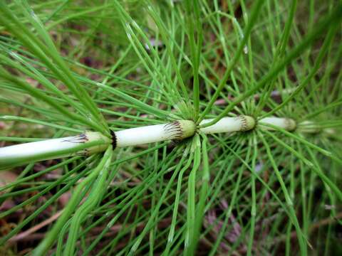 Image of Great Horsetail