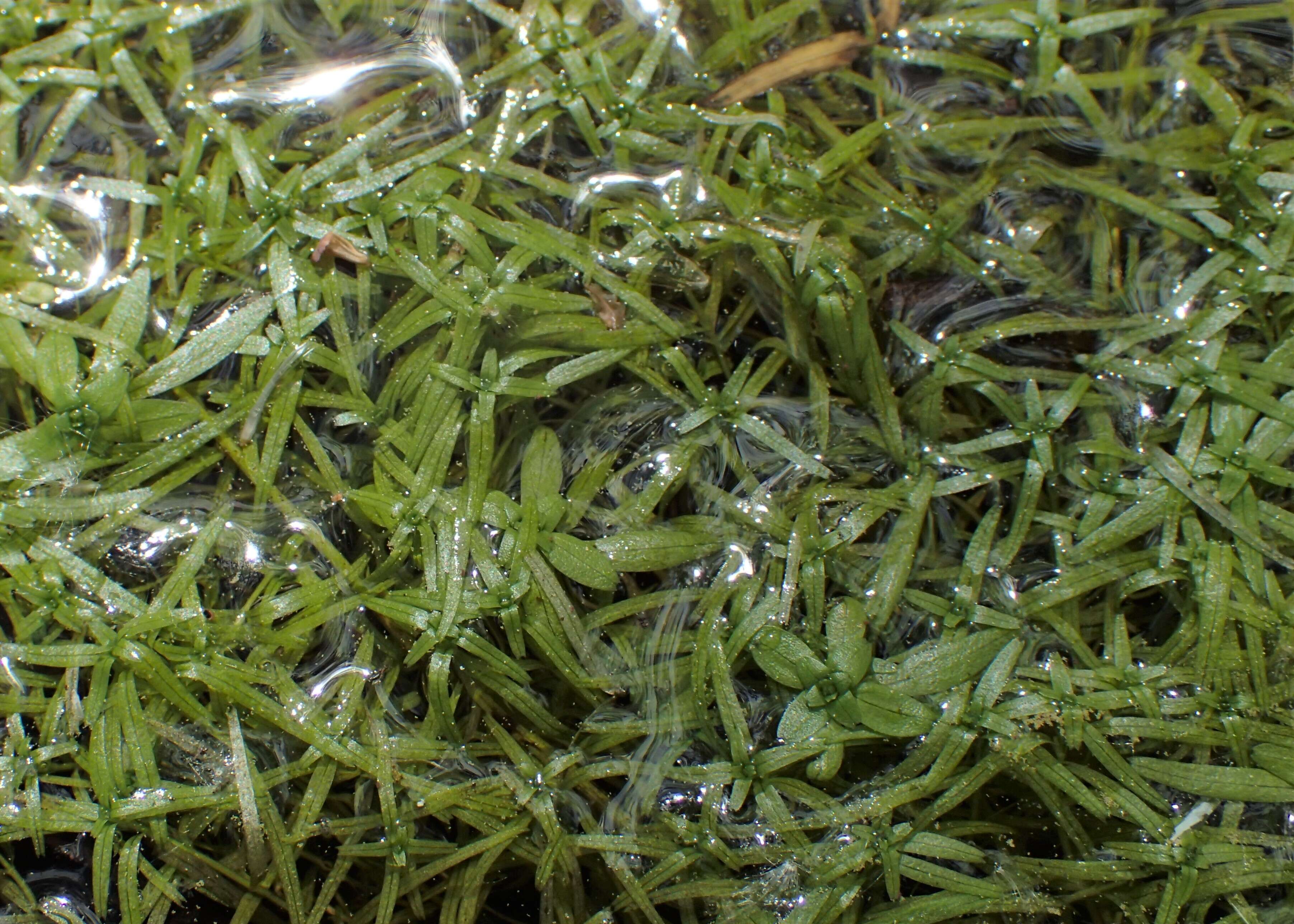 Image of narrowleaf water-starwort