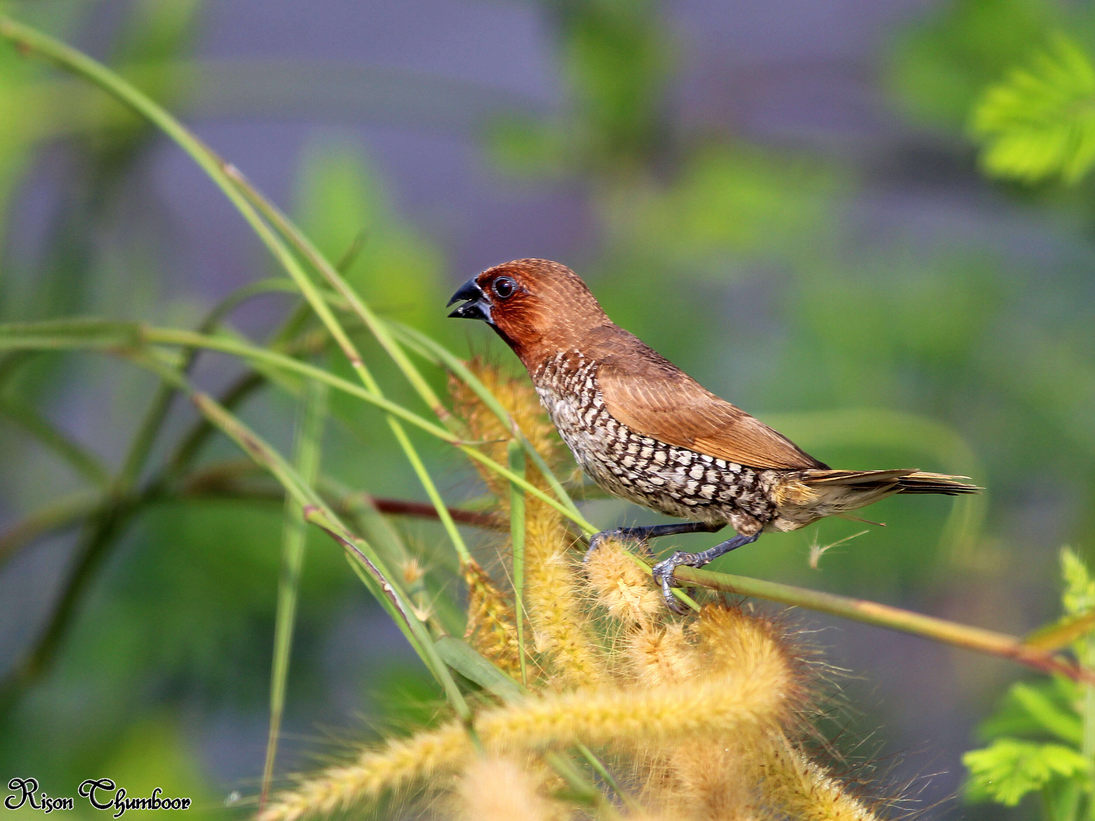 Image of Nutmeg Mannikin