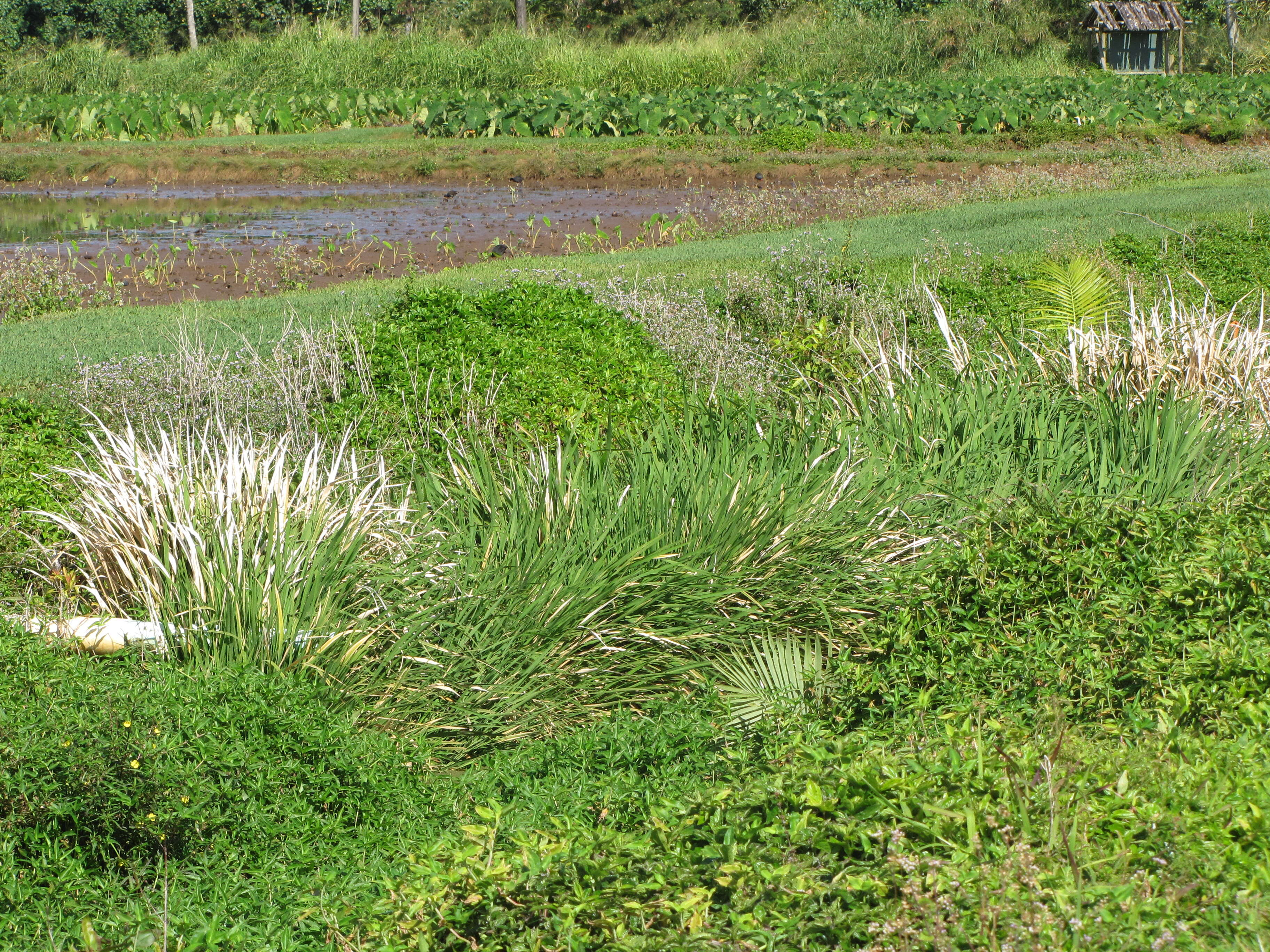 Image de Zizania latifolia (Griseb.) Turcz. ex Stapf