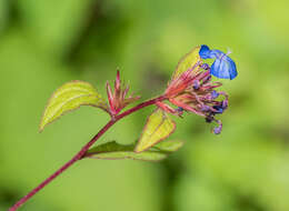 Image of Chinese-plumbago