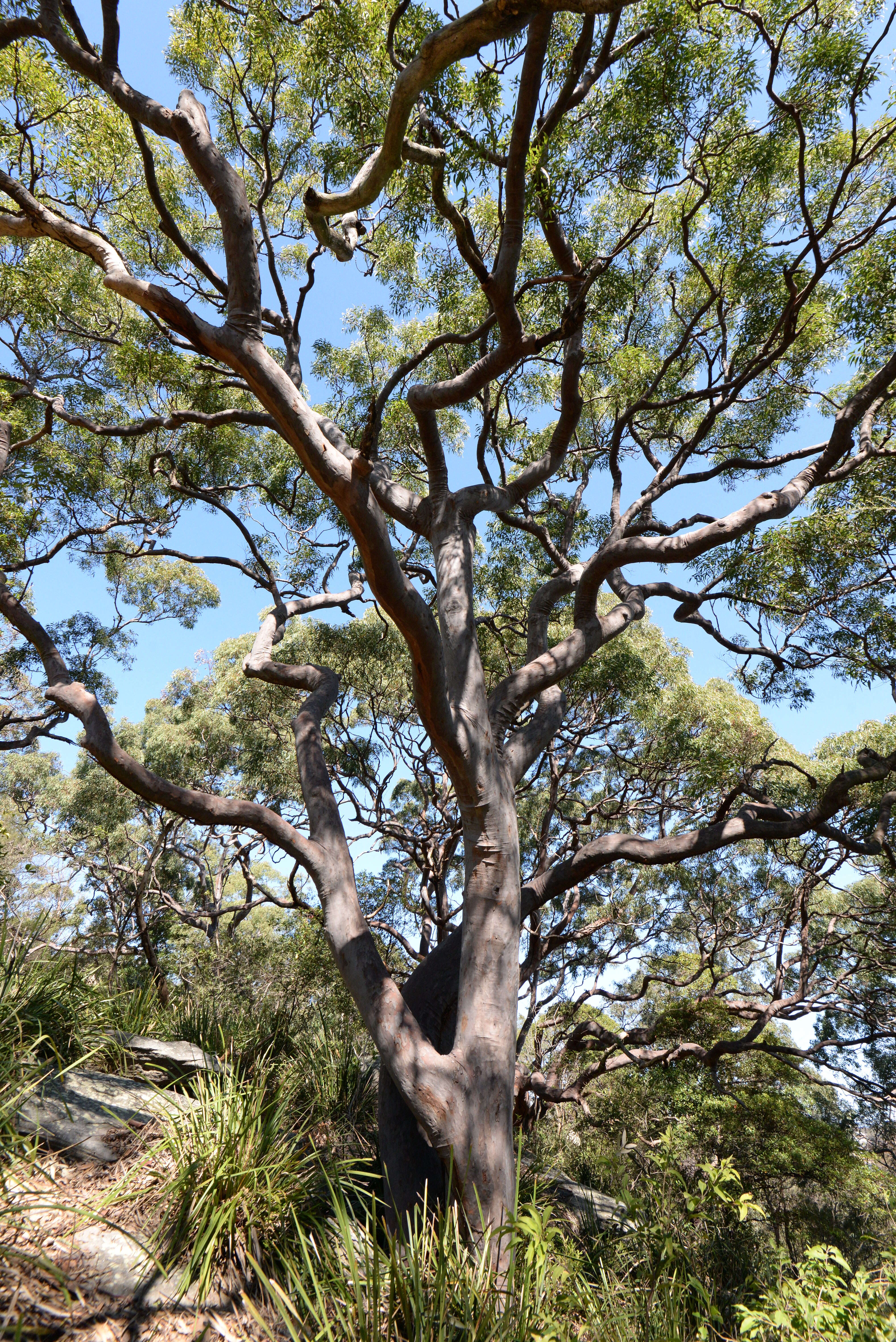 Image of Angophora