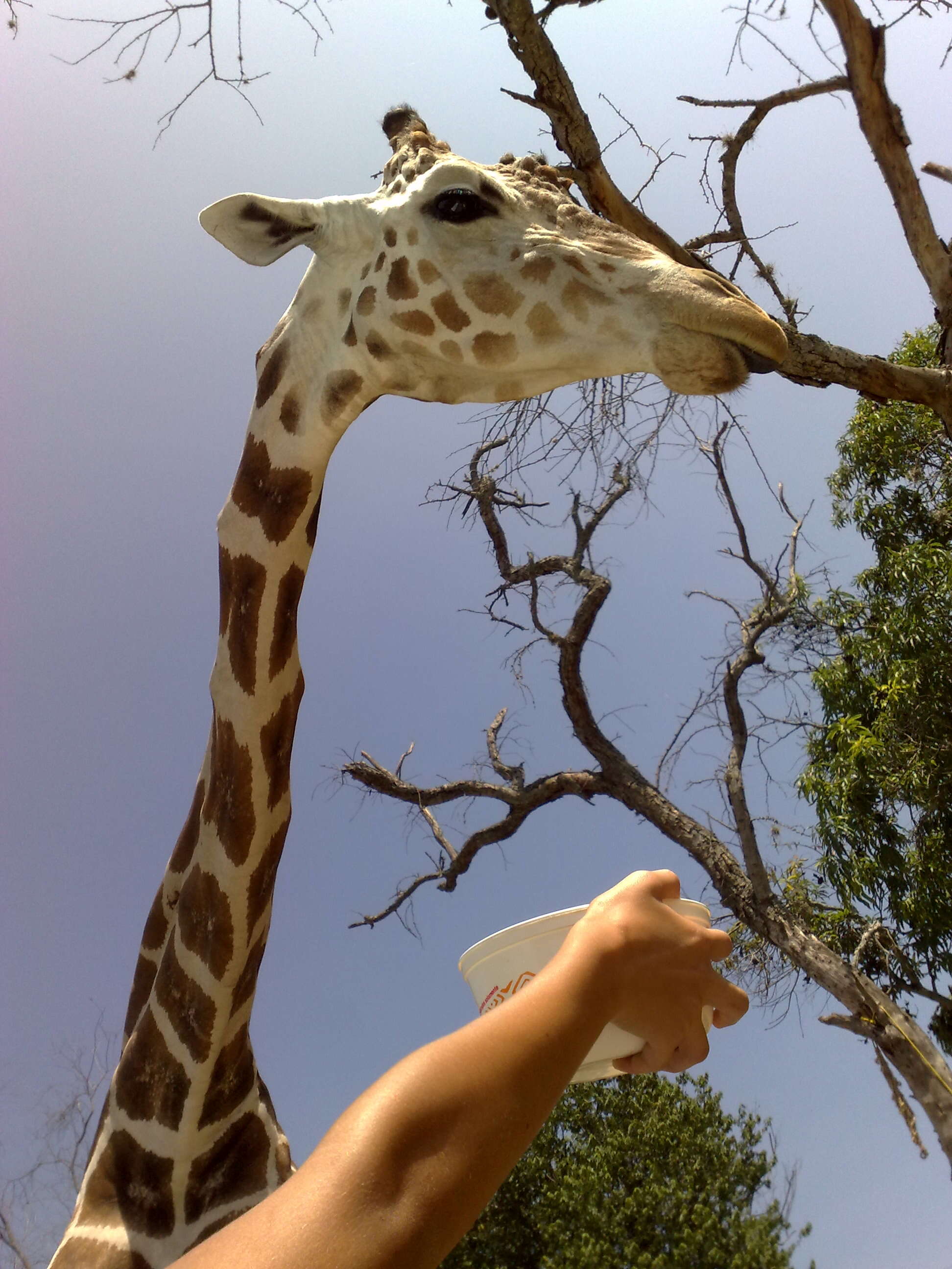 Plancia ëd Giraffa camelopardalis (Linnaeus 1758)