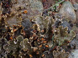 Image of membraneous felt lichen