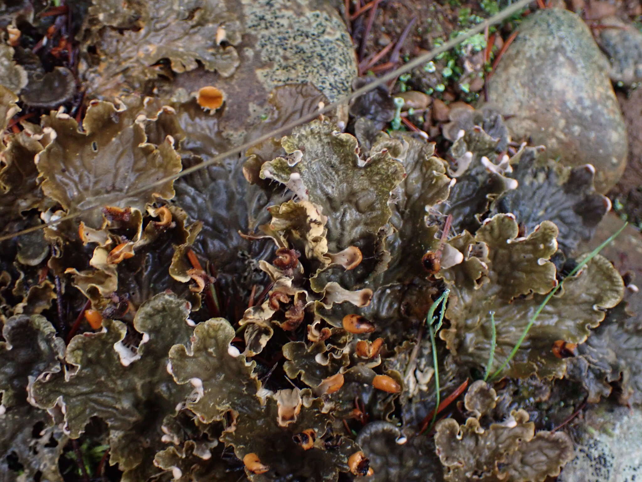 Слика од Peltigera membranacea (Ach.) Nyl.