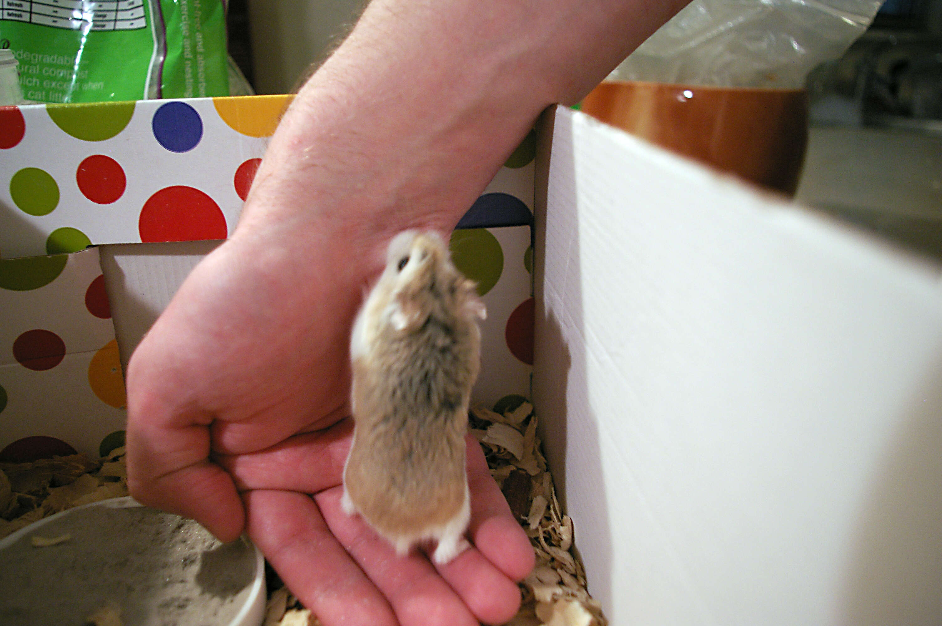 Image of Desert Hamster