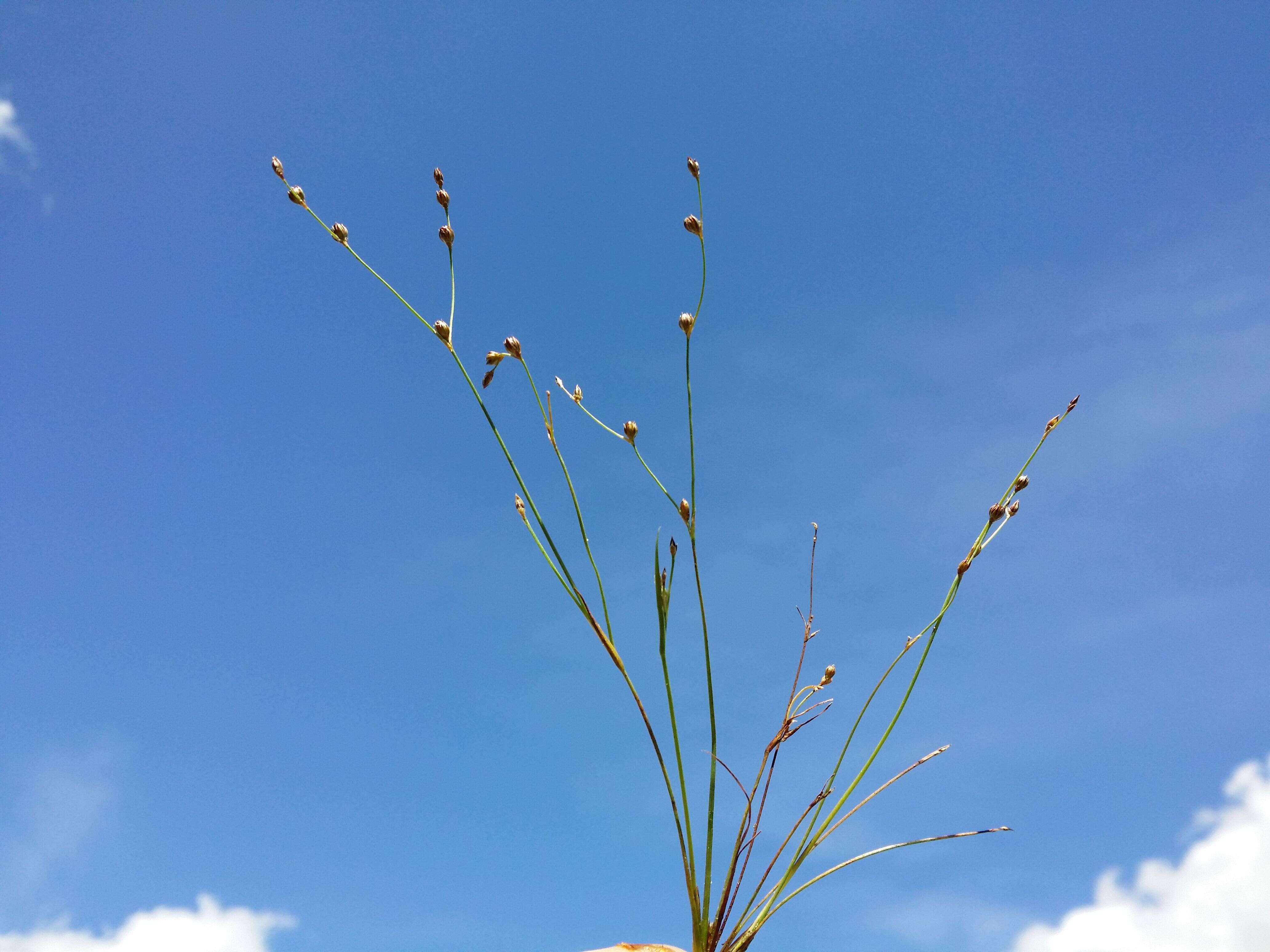 Image of sand rush