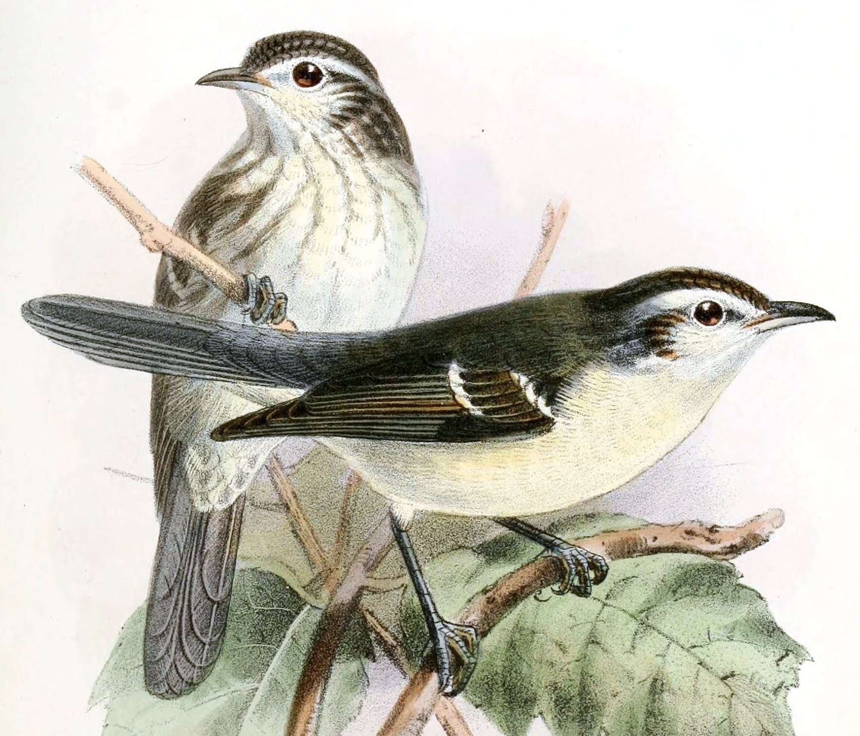 Image of Double-banded Graytail