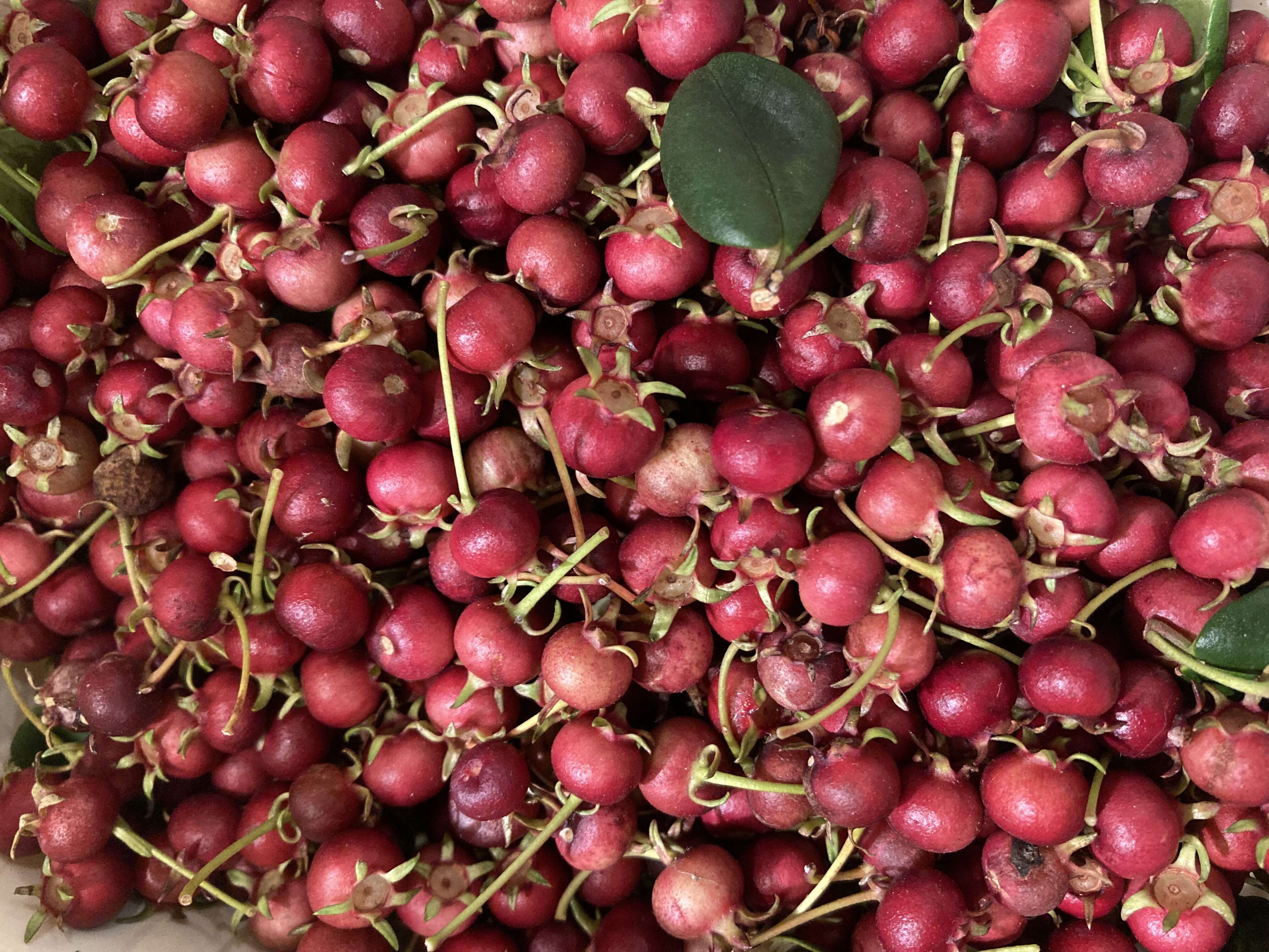 Image of Chilean guava