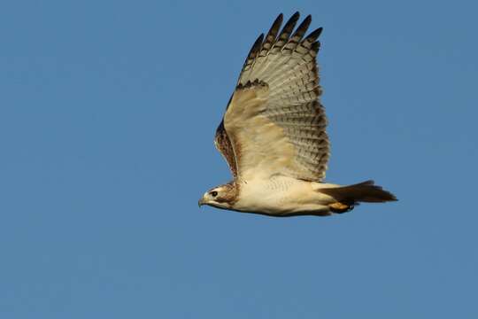 Image of Buteo jamaicensis kriderii