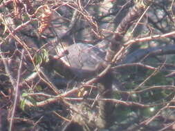 Image of Eurasian Sparrowhawk