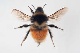 Слика од Bombus lapponicus (Fabricius 1793)