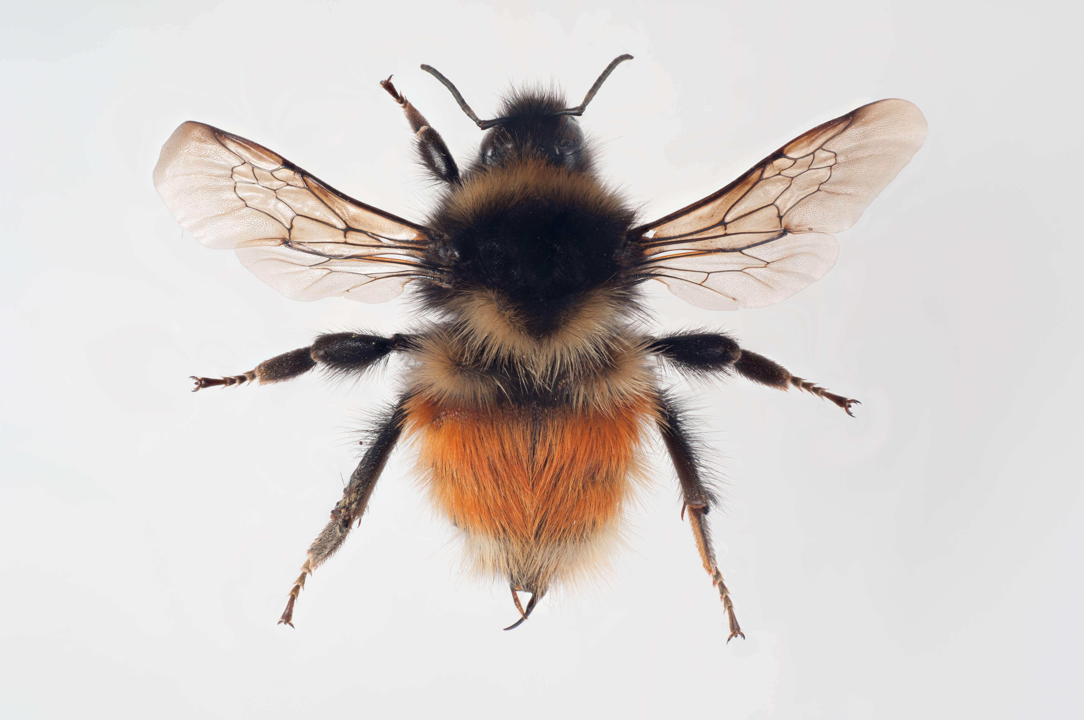 Слика од Bombus lapponicus (Fabricius 1793)