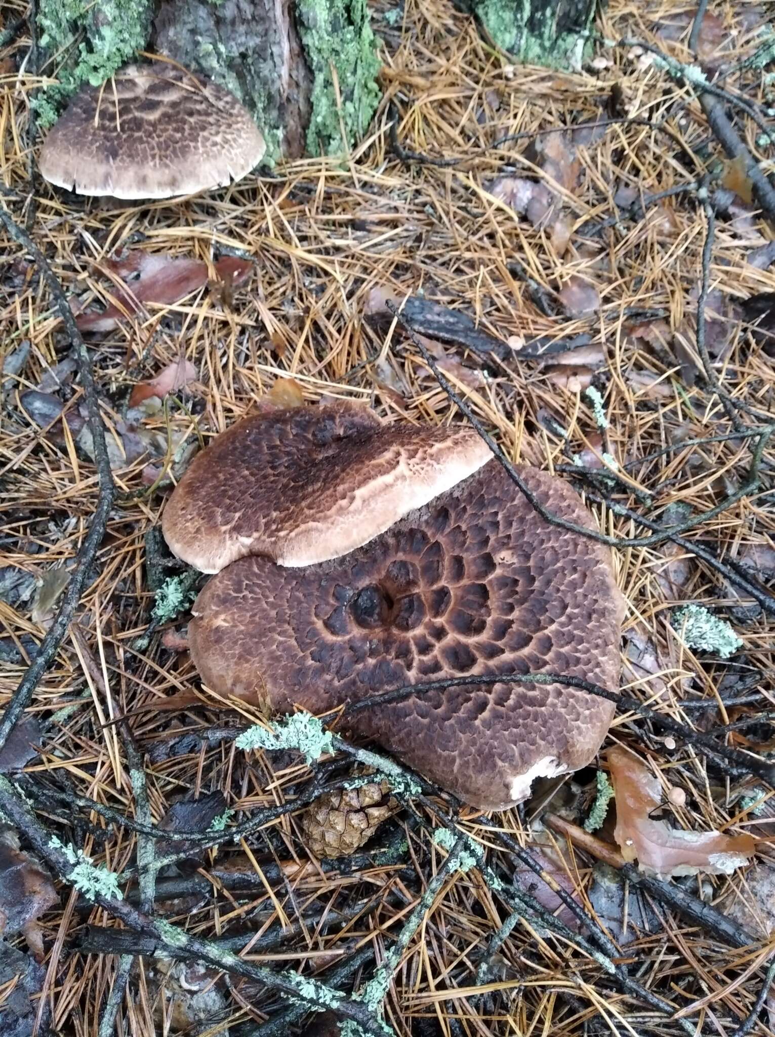 Image of Scaly tooth