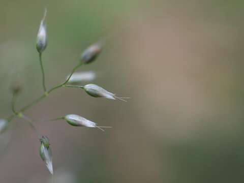 Image of silver hairgrass