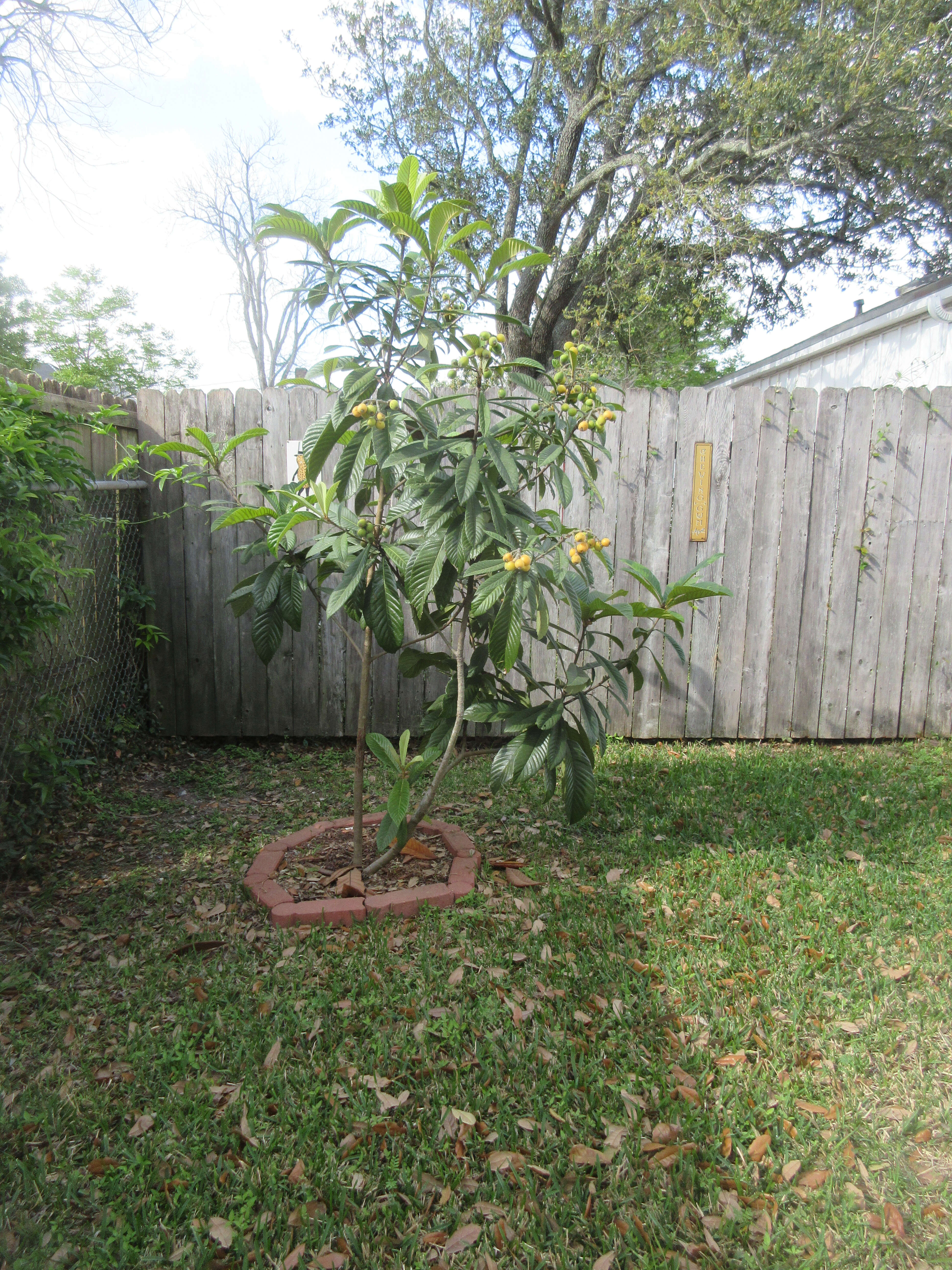 Image of loquat