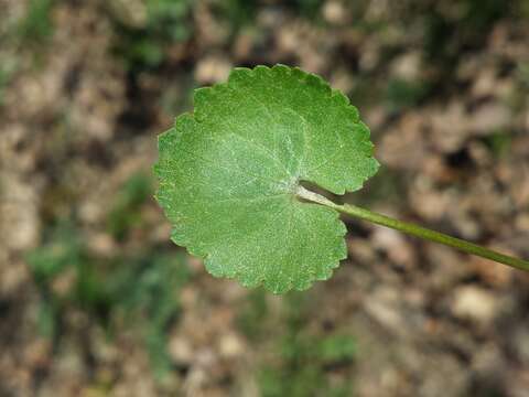 Image of Goldilocks Buttercup