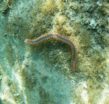 Image of Bearded Fireworm