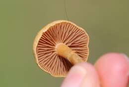 Image of common agrocybe