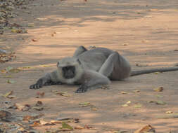 Image of Northern plains gray langur