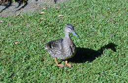 Image of Common Mallard