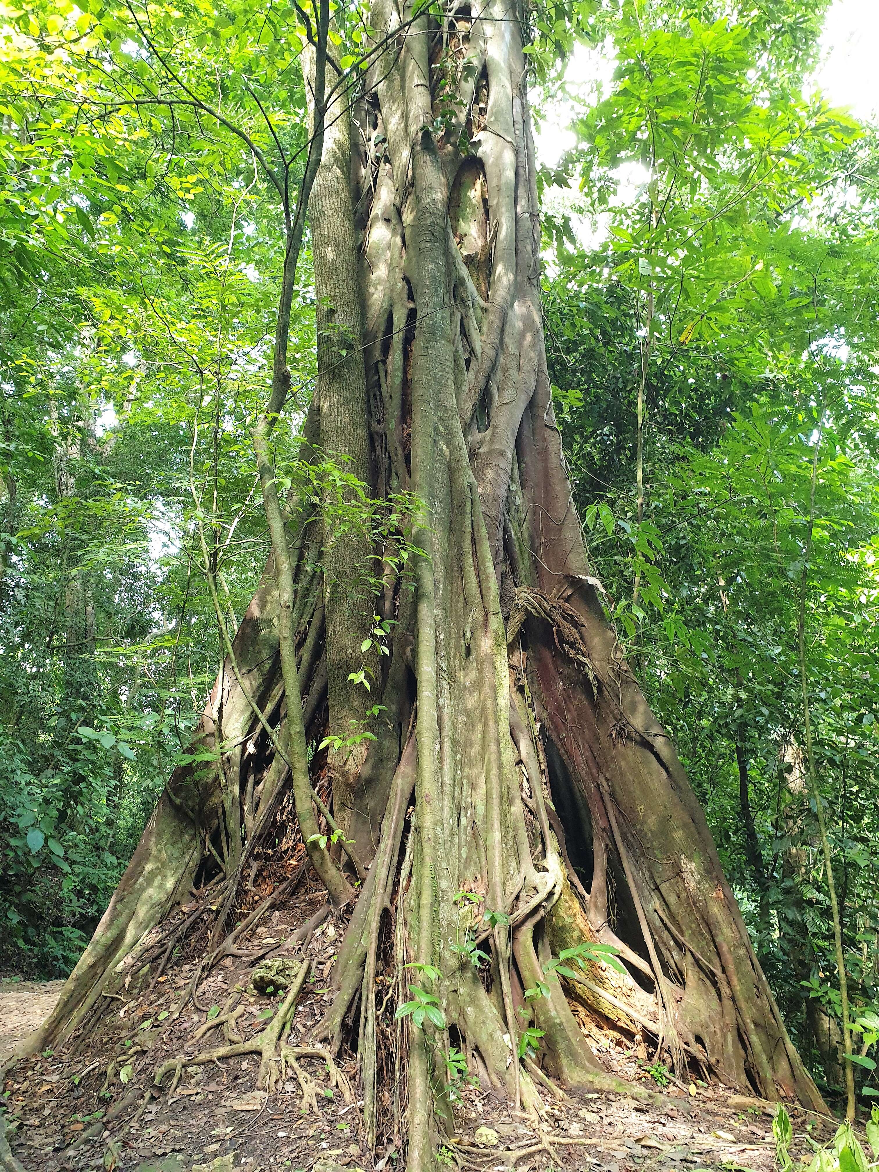 Image of Florida strangler fig