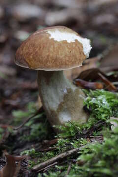 Imagem de Boletus reticulatus Schaeff. 1774