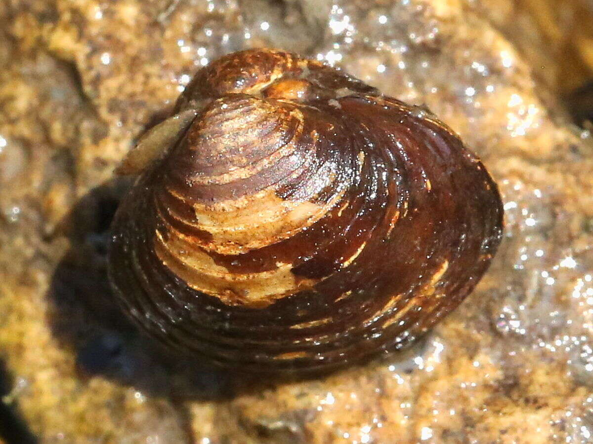 Image of Golden Freshwater Clam