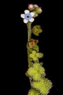 Image of Cynoglossum lanceolatum Forskál