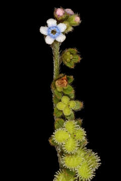 Image of Cynoglossum lanceolatum Forskál