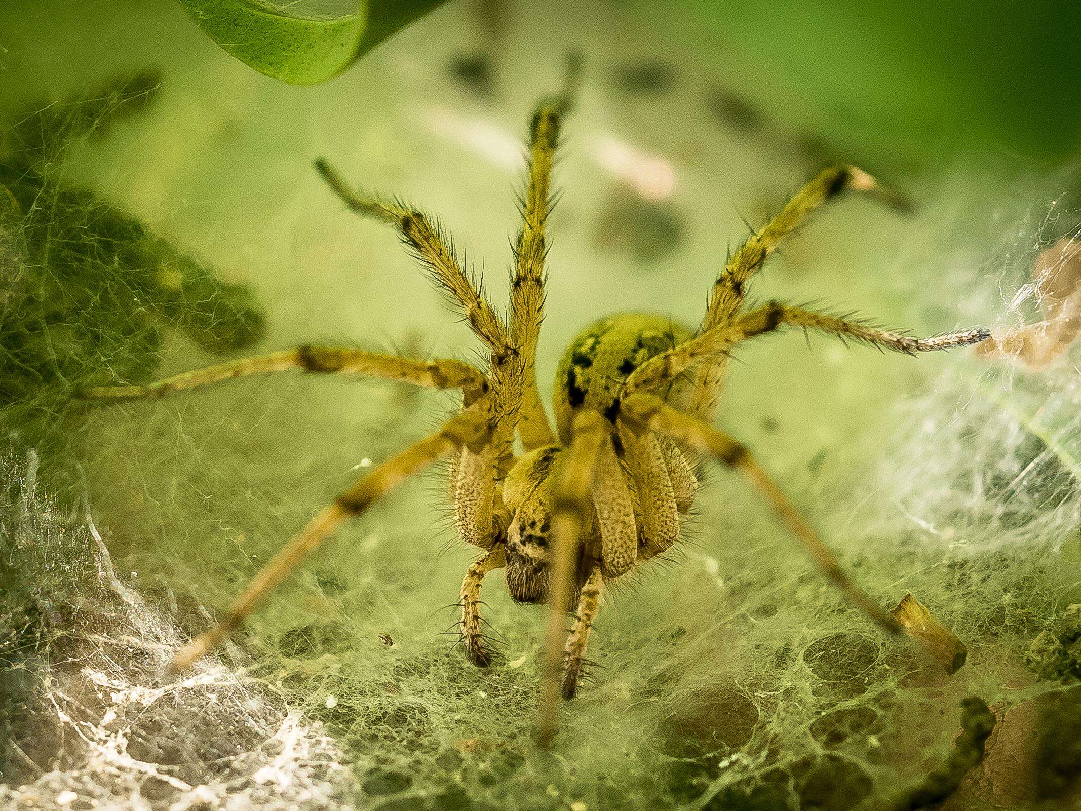 Image of Agelena labyrinthica (Clerck 1757)