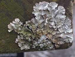 Image of Hammered shield lichen