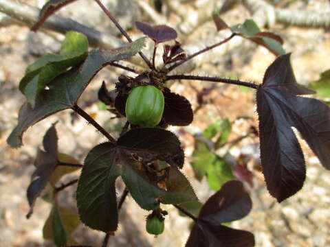 Image of bellyache bush