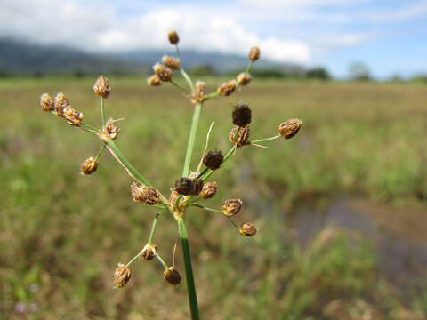 Image of Grass-Like Fimbristylis