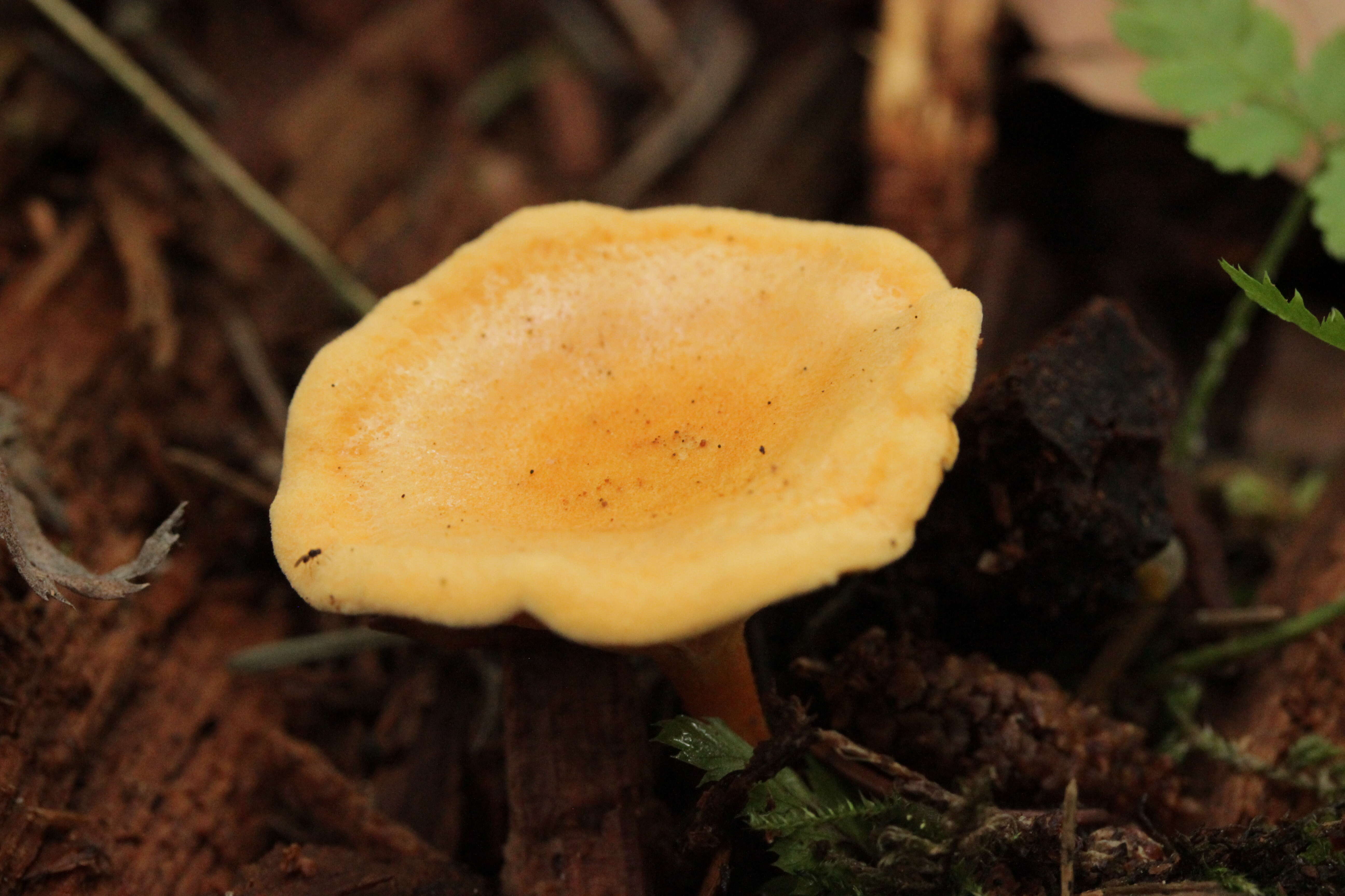 Image of Hygrophoropsis aurantiaca (Wulfen) Maire 1921