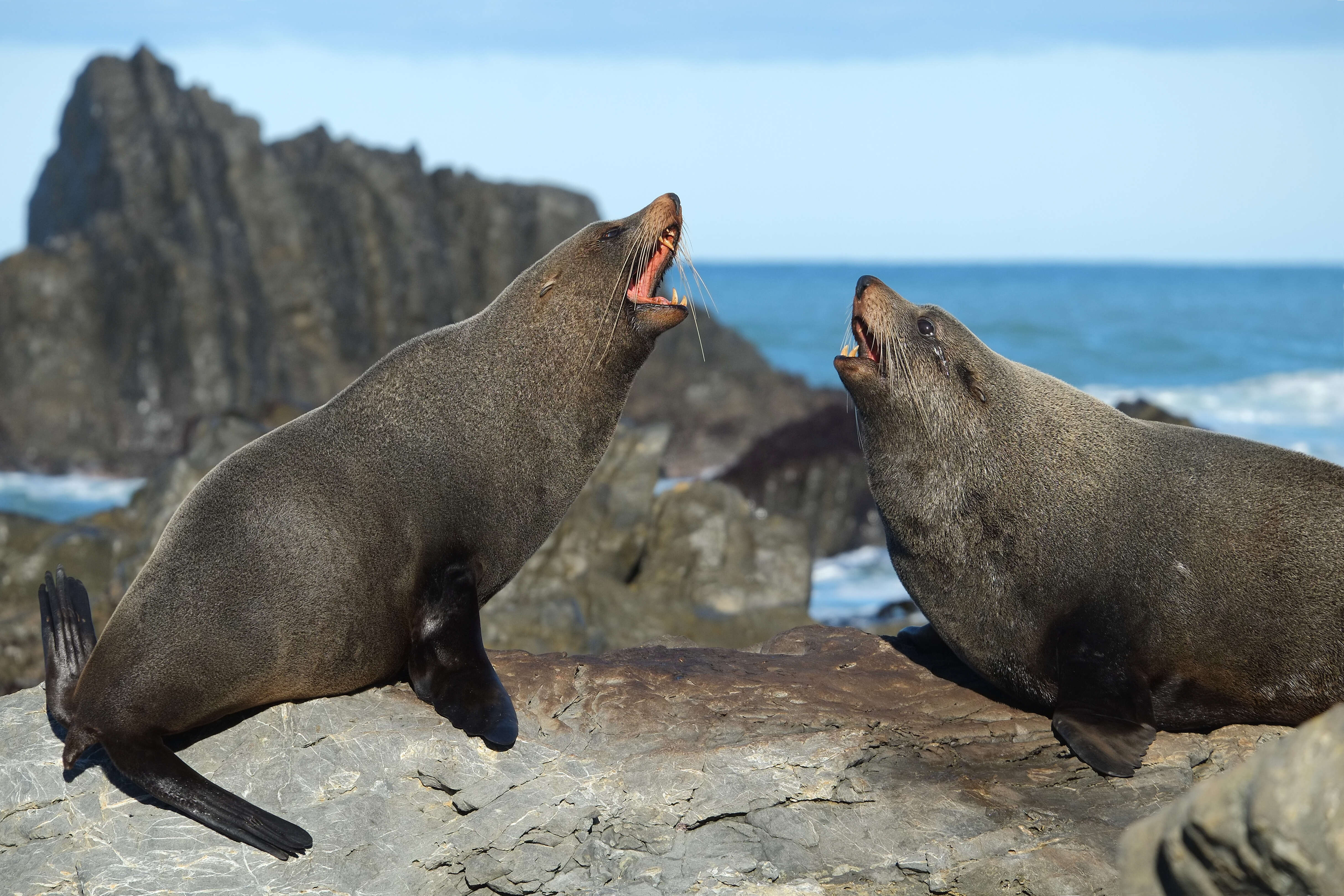 Image of Antipodean Fur Seal