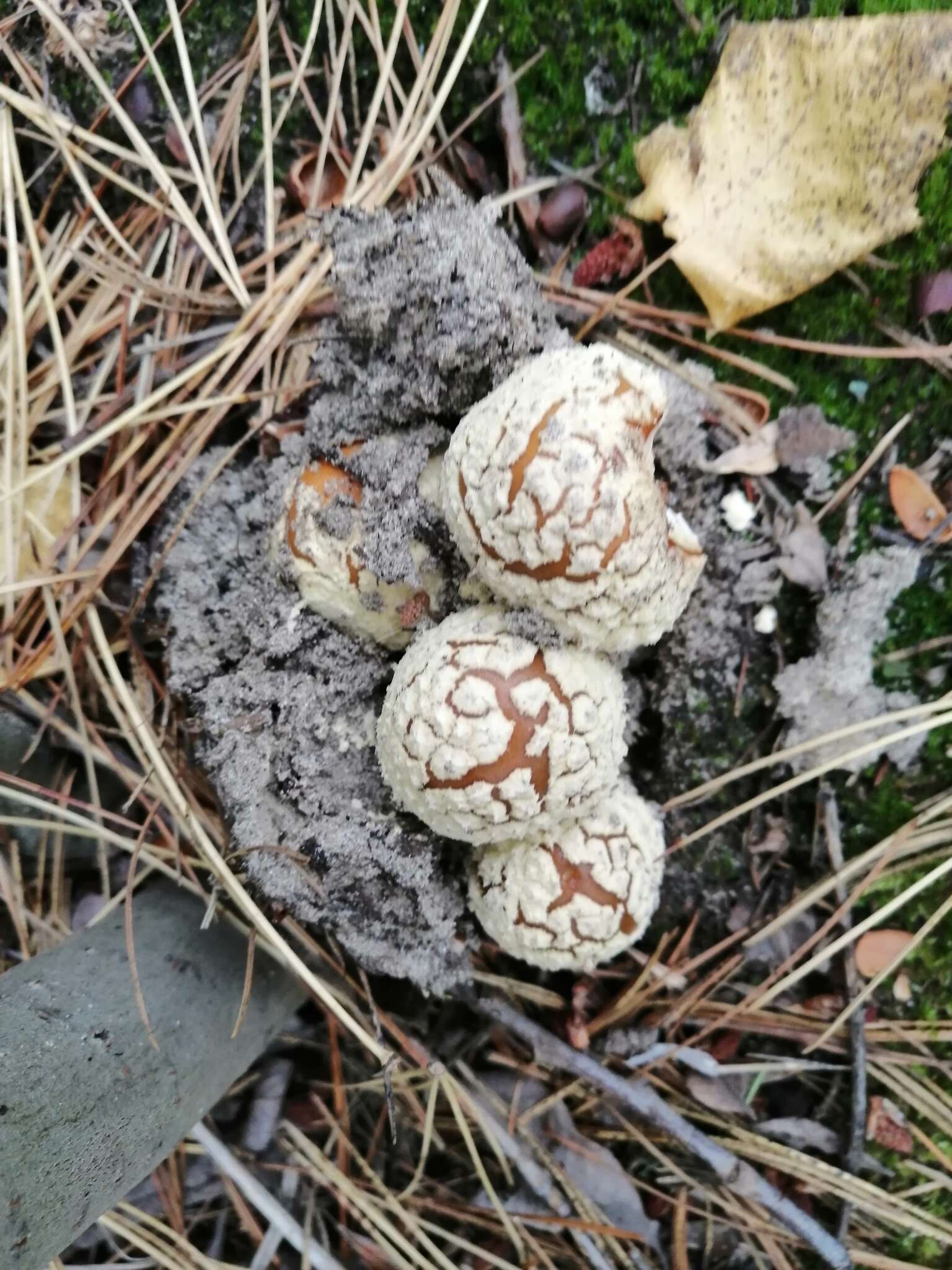 Image of Royal Fly Agaric