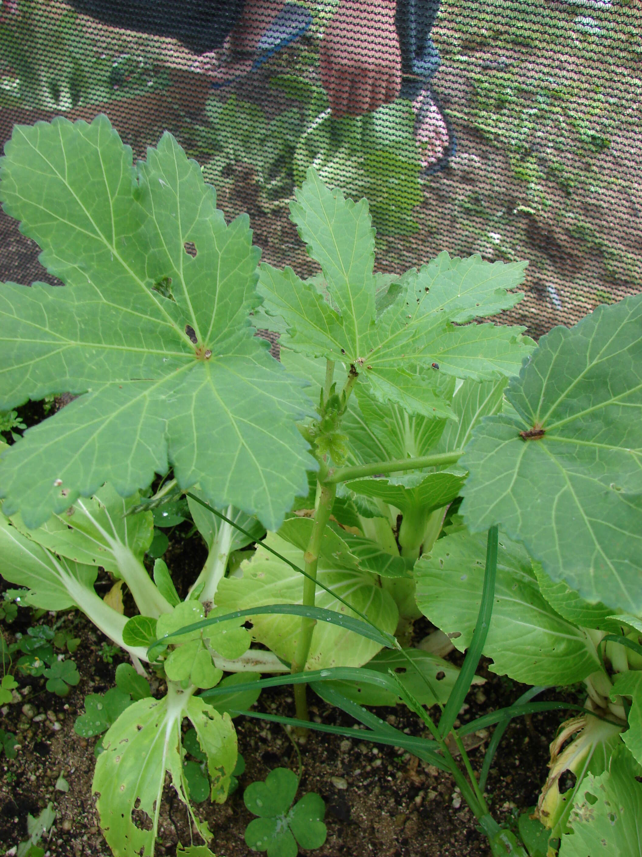 Image of okra