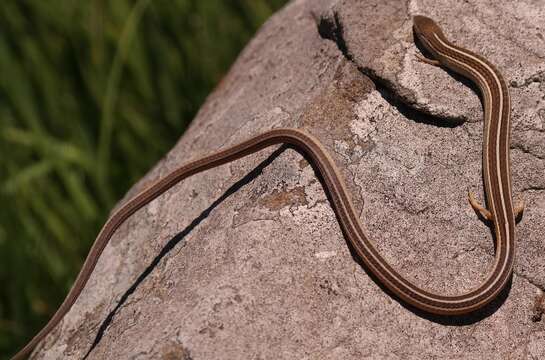 Image of Transvaal grass lizard