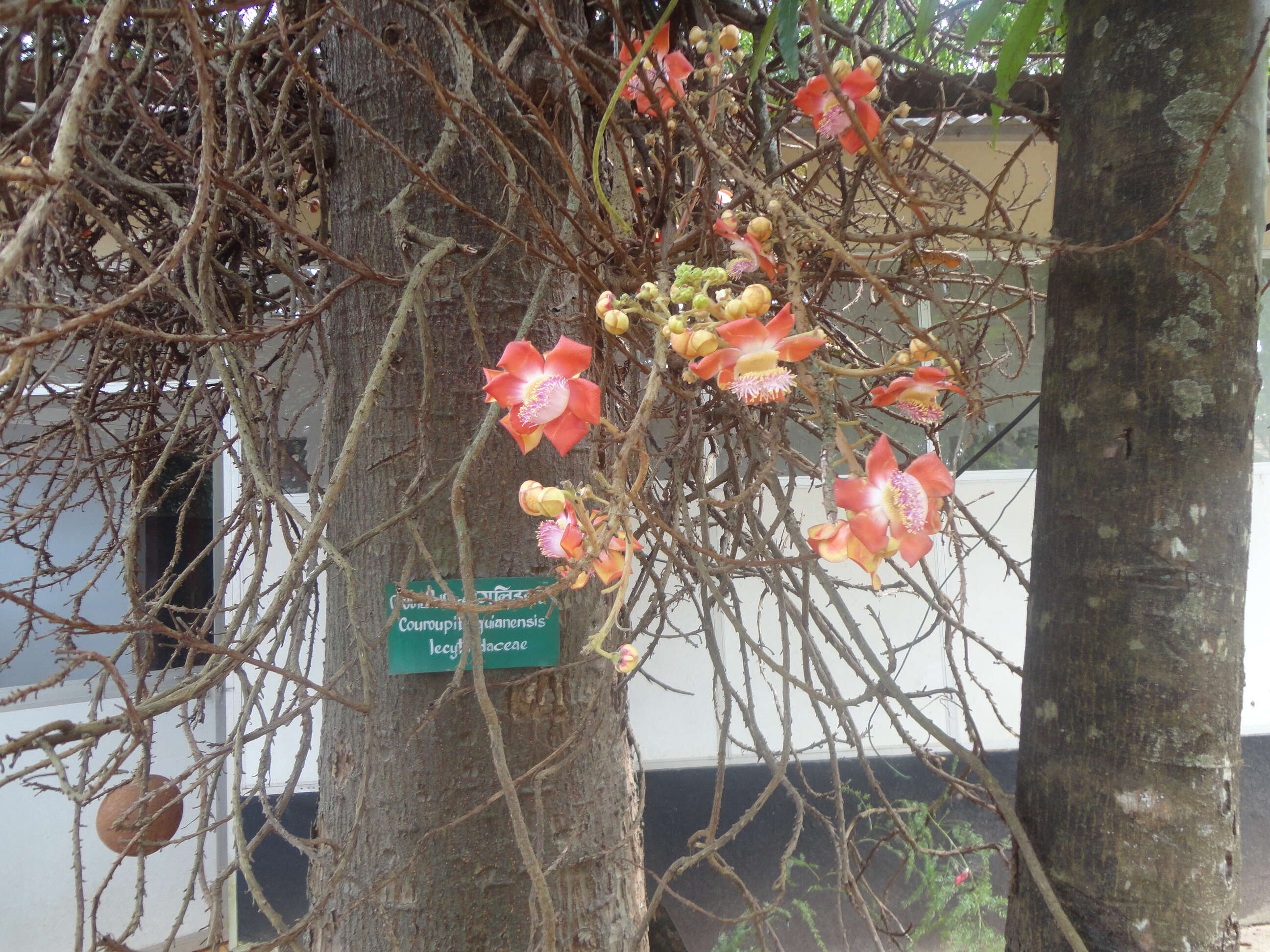 Image of Cannonball Tree