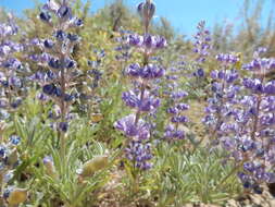 Imagem de Lupinus argenteus Pursh