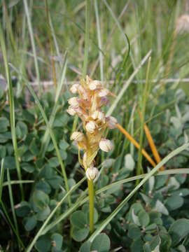 Image of Frog orchid