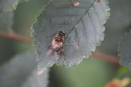 Image of drone fly