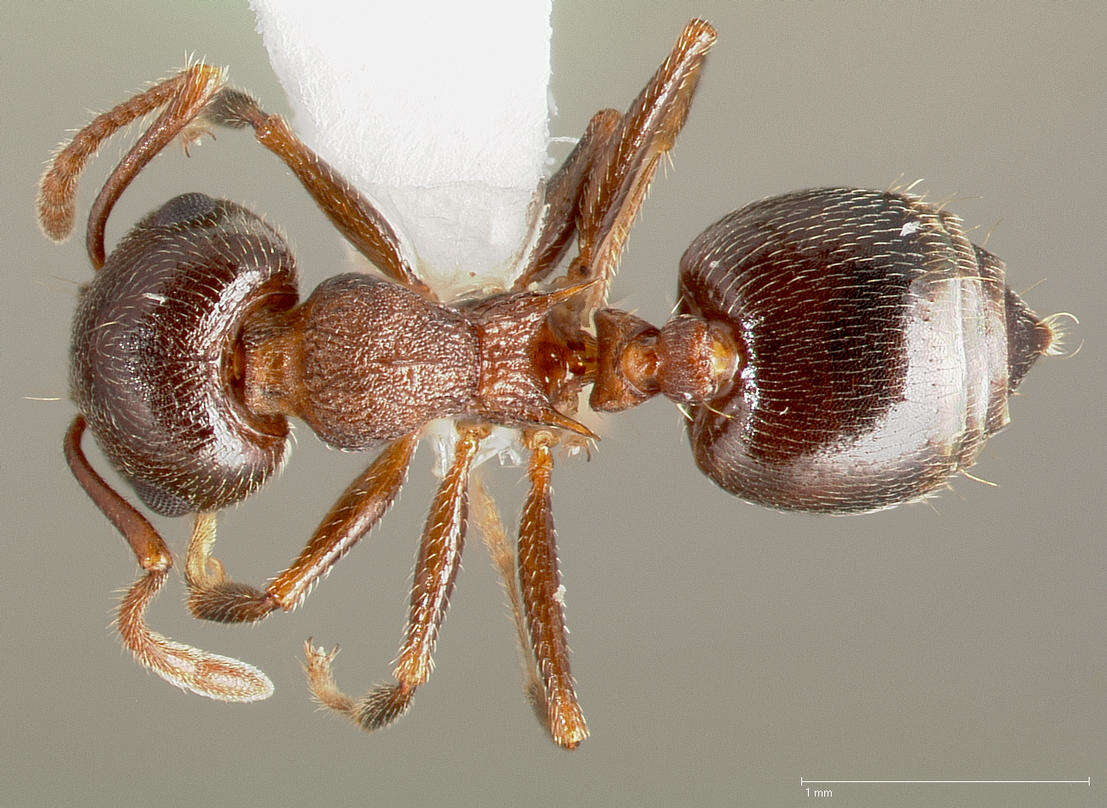 Image of Crematogaster californica Wheeler 1919